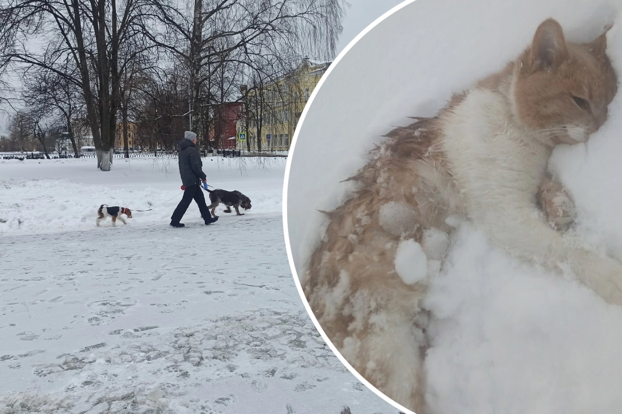 «Загрызли кошку»: ярославцы опасаются собравшихся в стаю беспризорных собак 