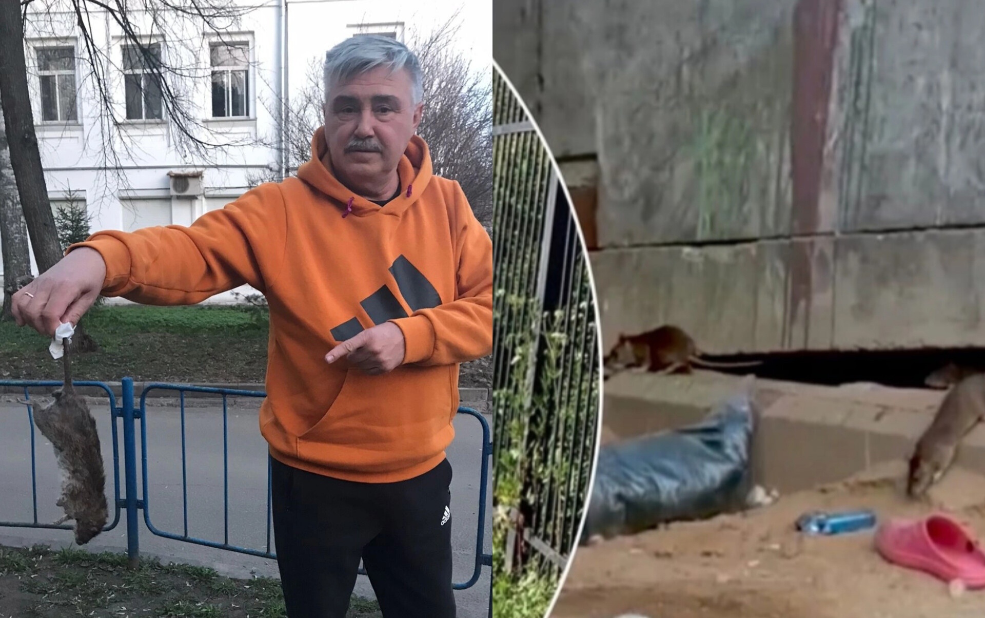 Житель Ярославля объявил войну крысам