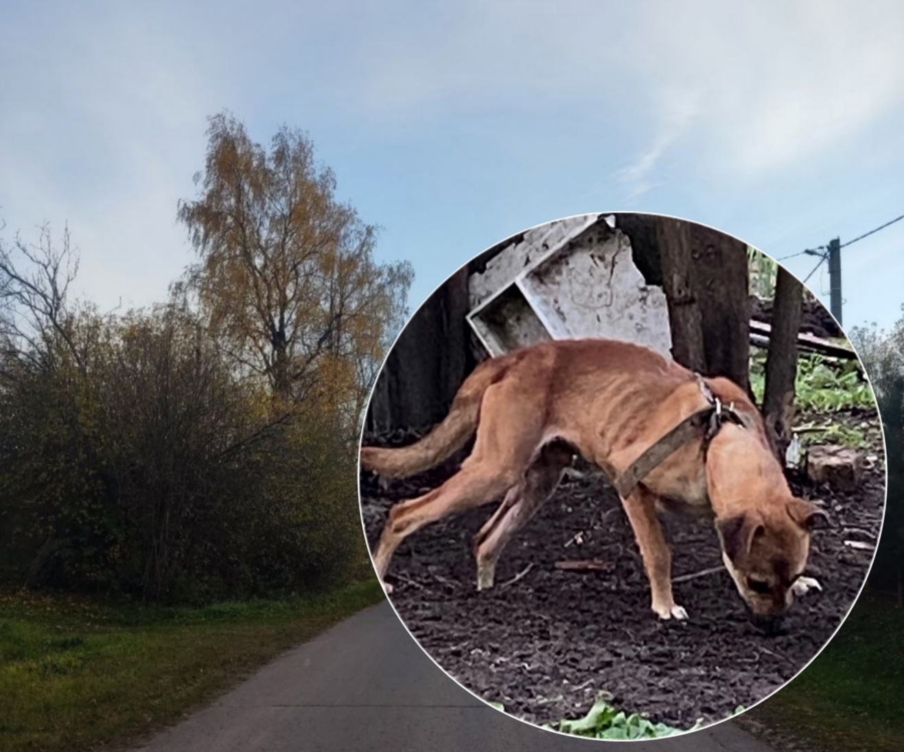 В Ярославской области горе-хозяева посадили собаку на цепь без еды и воды