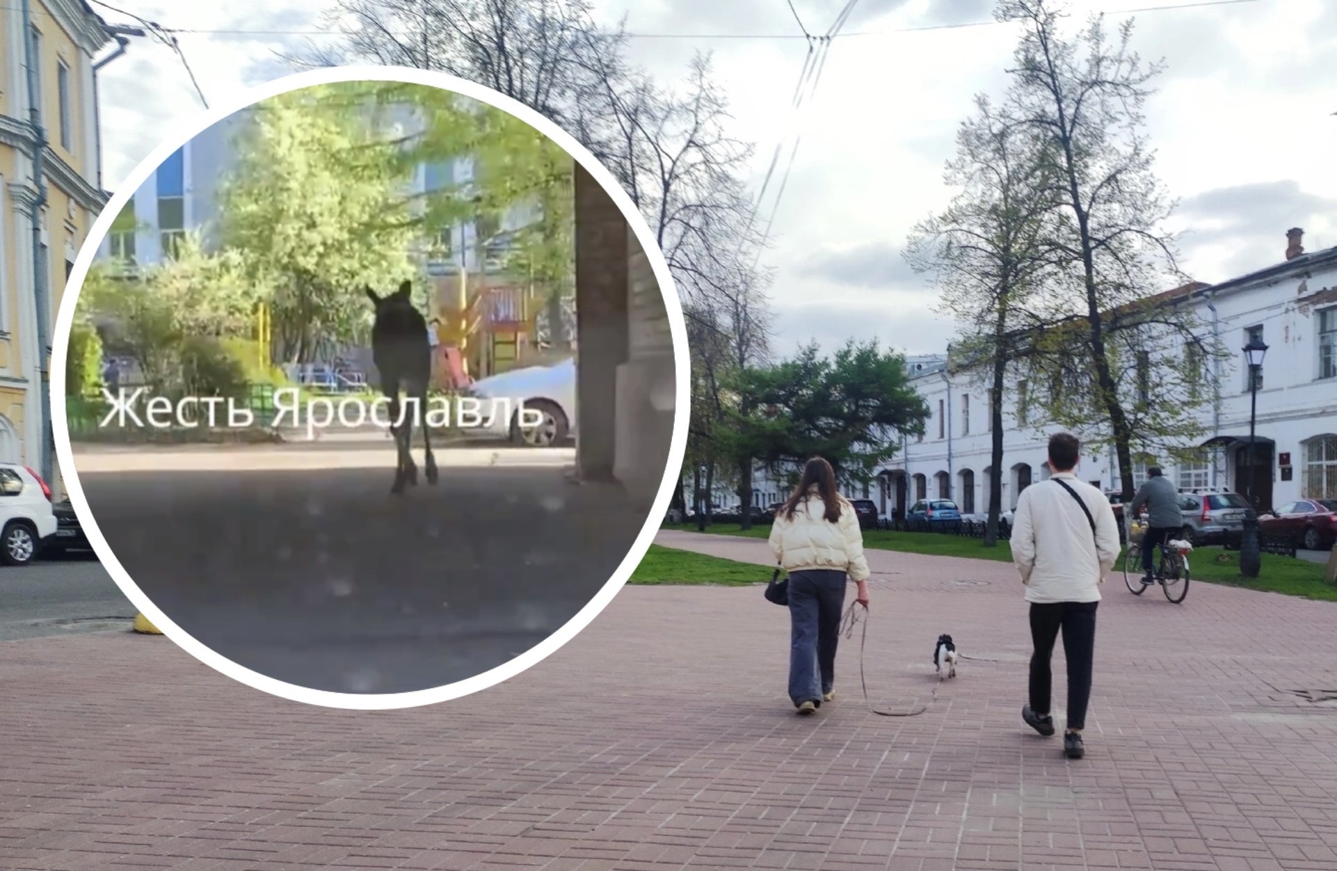 В центре Ярославля в День Победы жители заметили во дворе лося