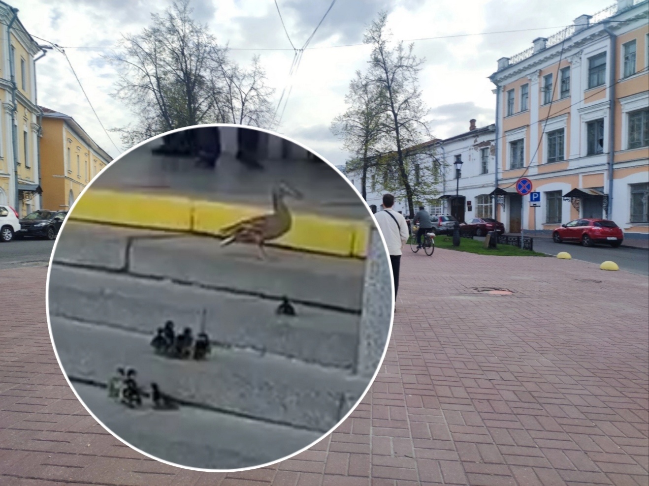 Утки-путешественницы: в Ярославле продолжают наблюдать за необычными горожанами 