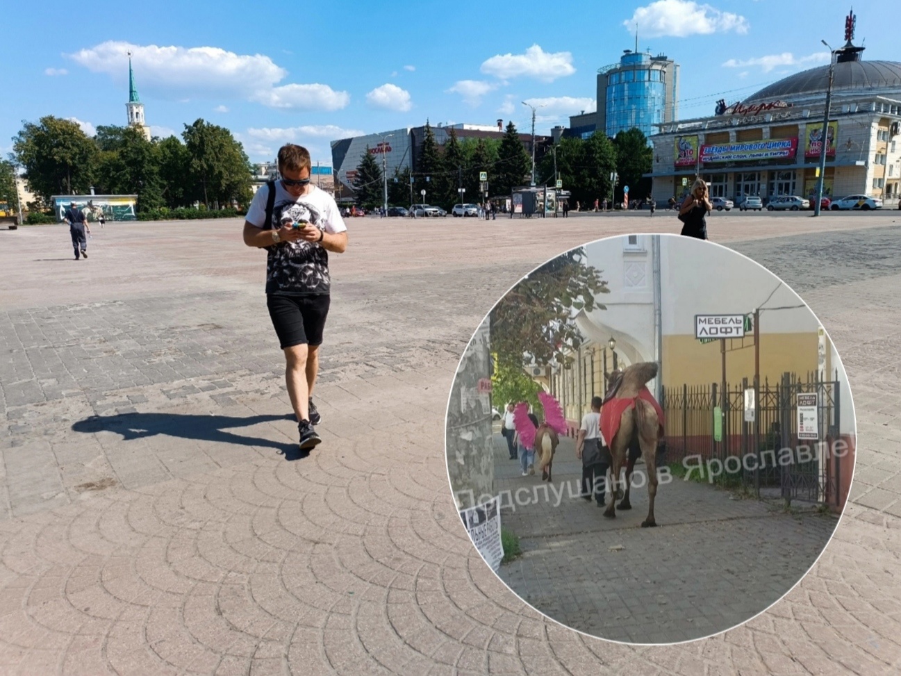 На одной из ярославских улиц заметили верблюда