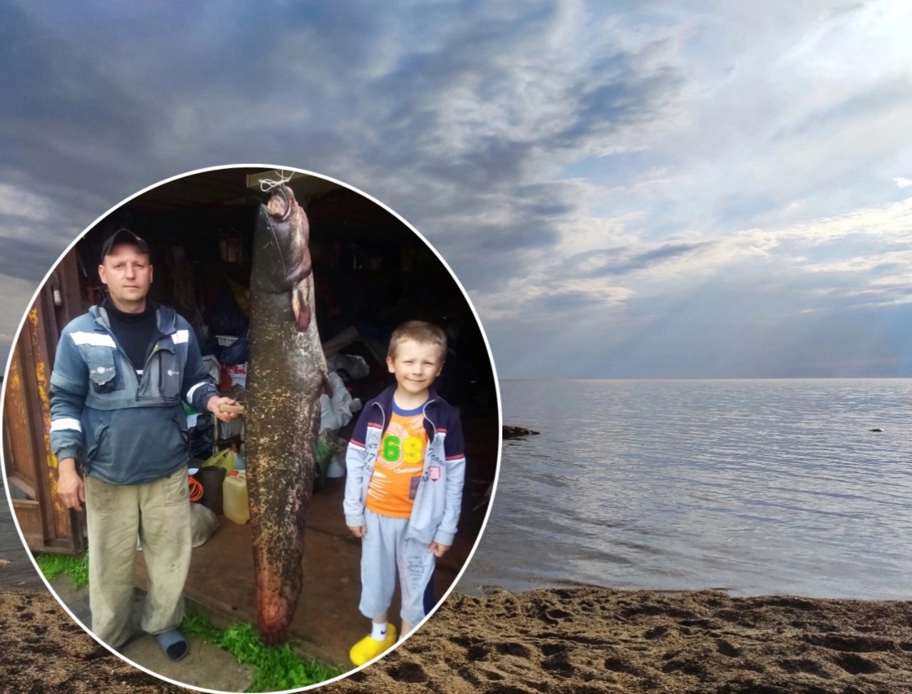 Чудо-сома ростом с мужчину поймали на Рыбинском водохранилище