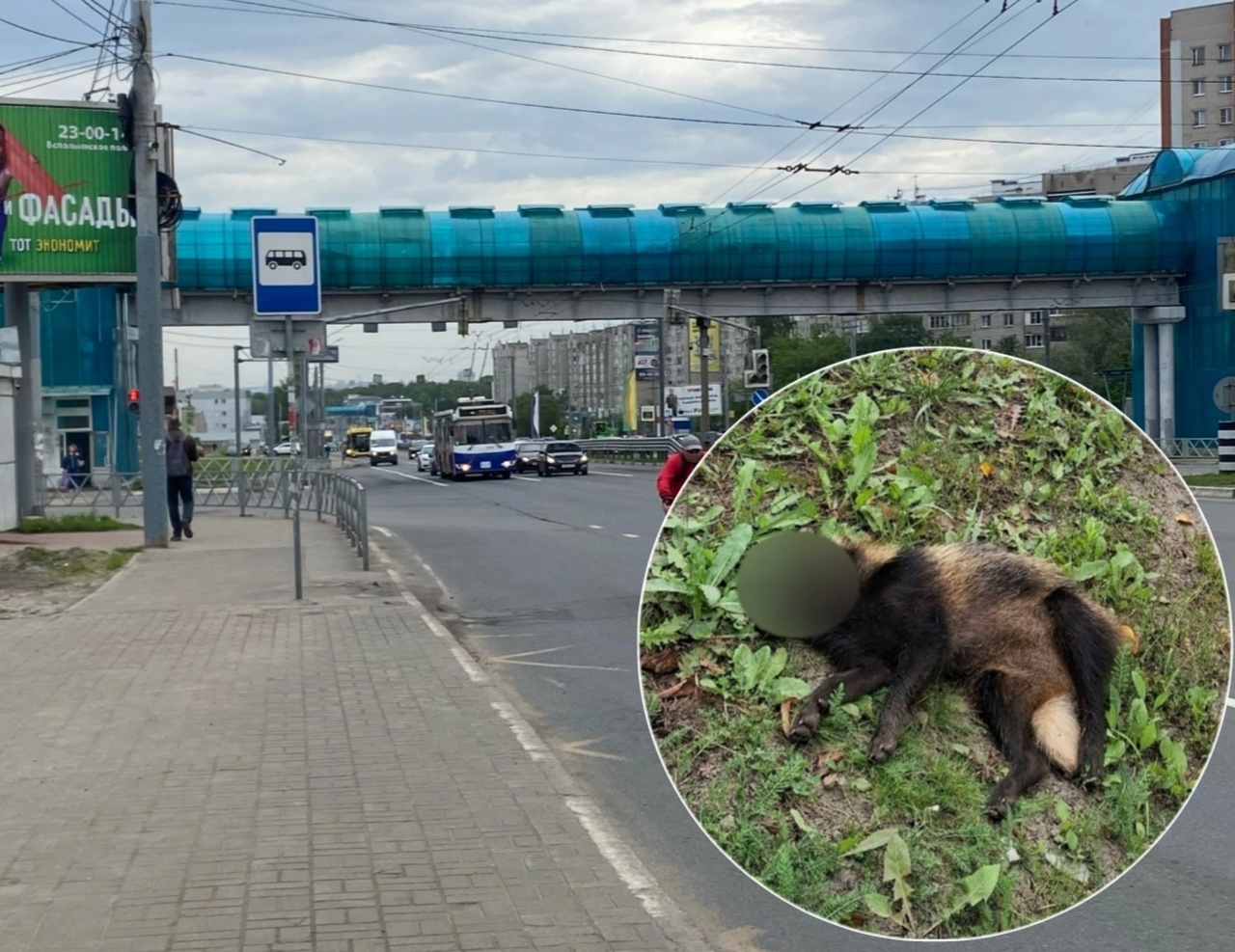 В Ярославле на Московском проспекте нашли погибшую енотовидную собаку