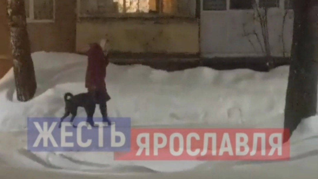 "Висит на ошейнике": ярославцы подозревают женщину в жестоком обращении с собакой