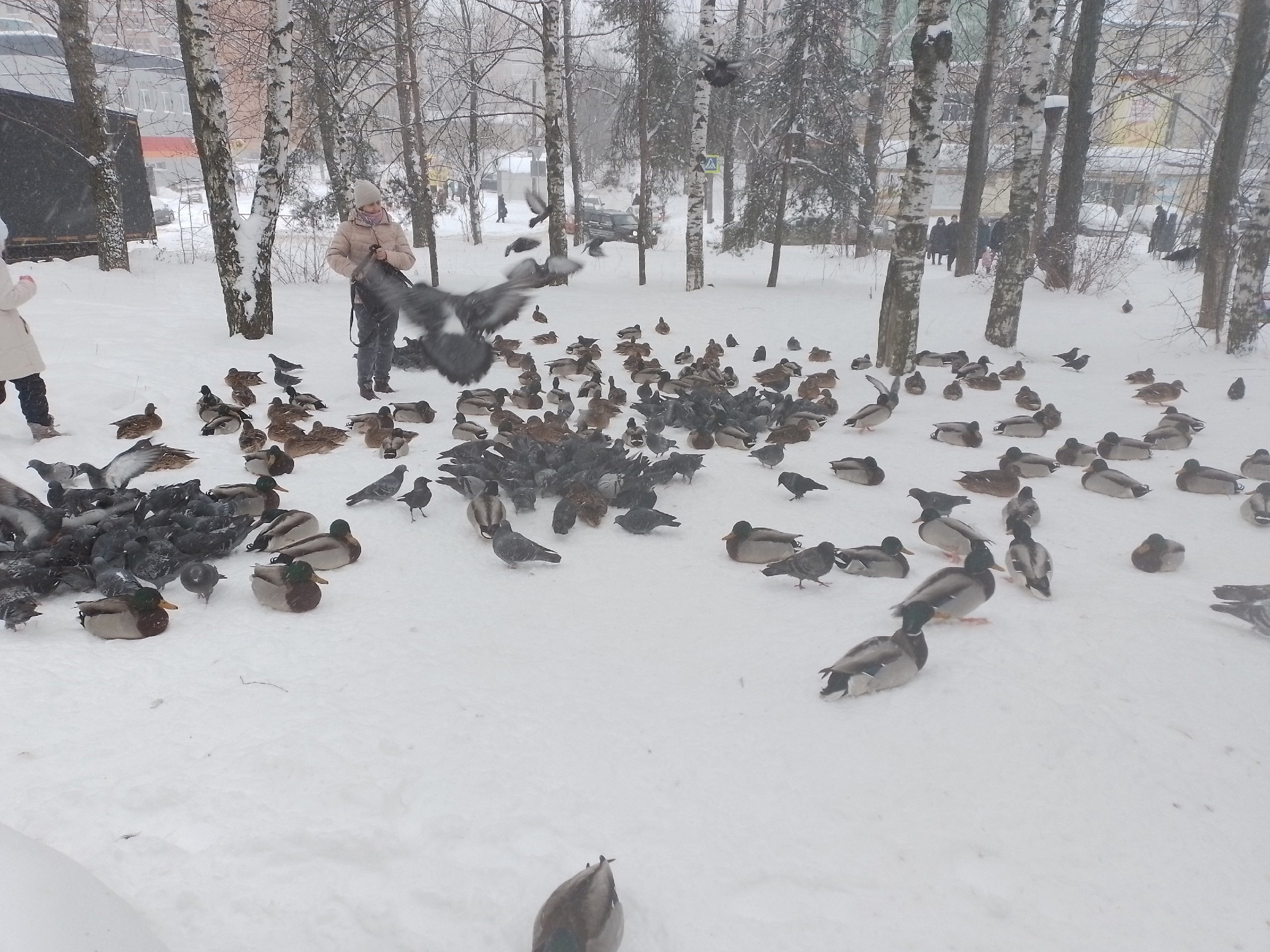 "Новые птицы Ярославля": в городе замечено большое скопление уток