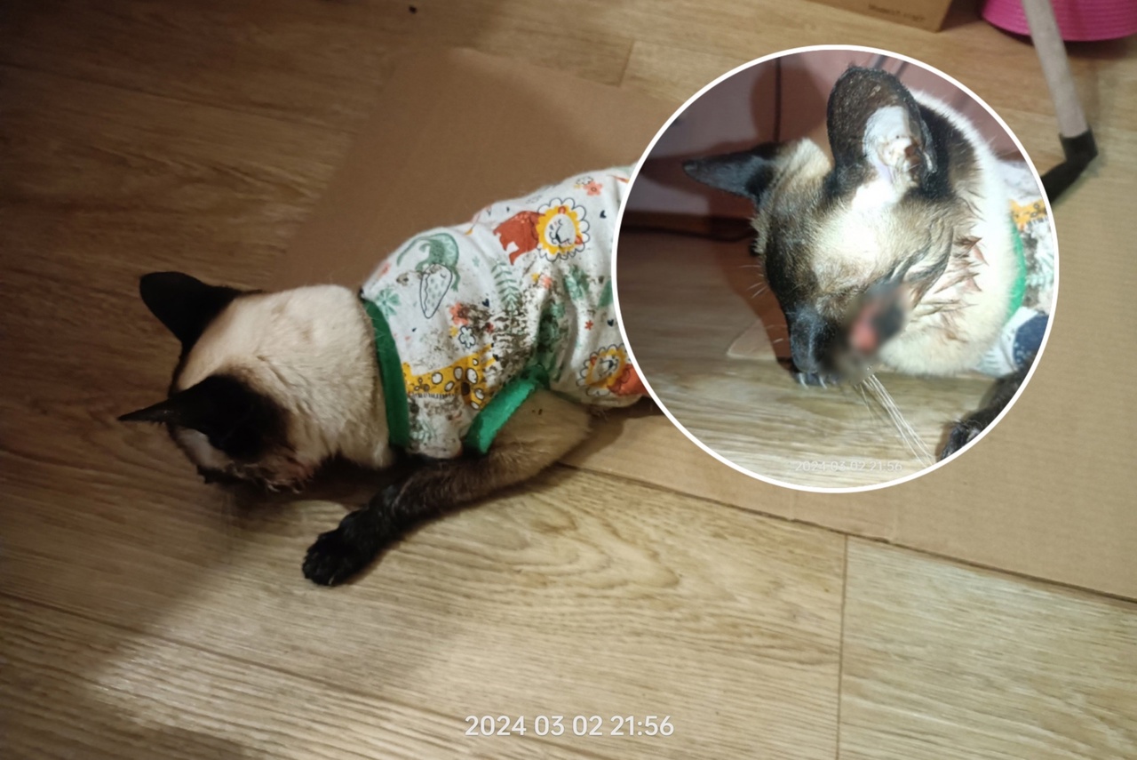 В Ярославле нашли сиамскую кошку в мусорном баке