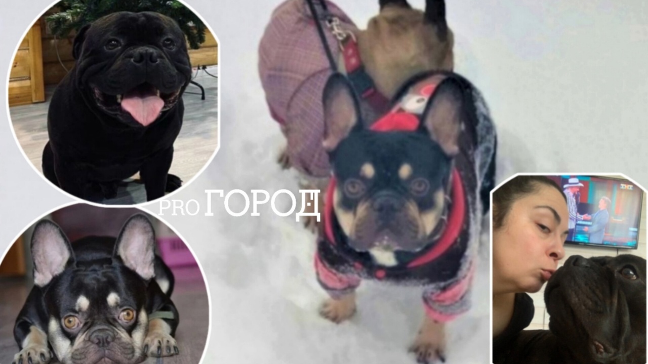 "Продавали бульдога в интернете": в Ярославле орудует похититель породистых собак