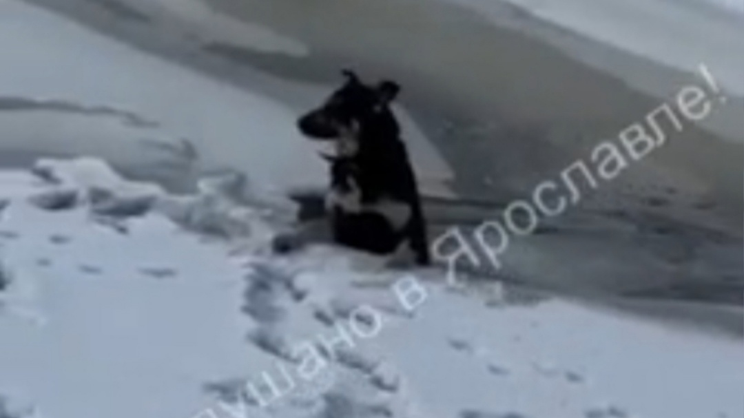 Ярославец вытащил провалившуюся под лед собаку