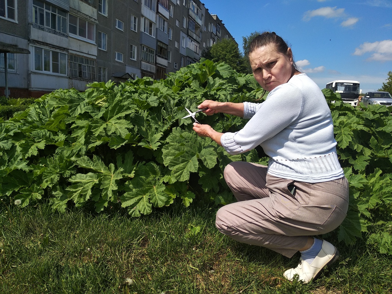 В Ярославской области выделят на борьбу с борщевиком 68 миллионов