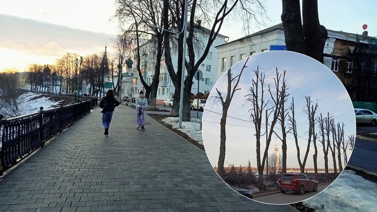 "Может, не надо?": ярославцы в ужасе от весенней обрезки деревьев на Волжской набережной