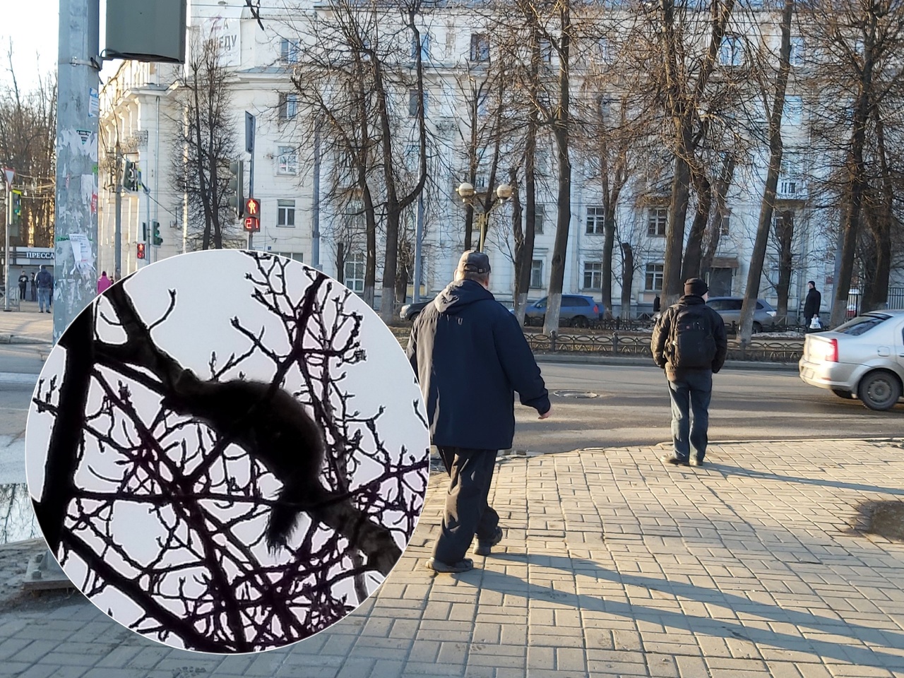 В Ярославле увидели сбежавшего от хозяев хорька во Фрунзенском районе