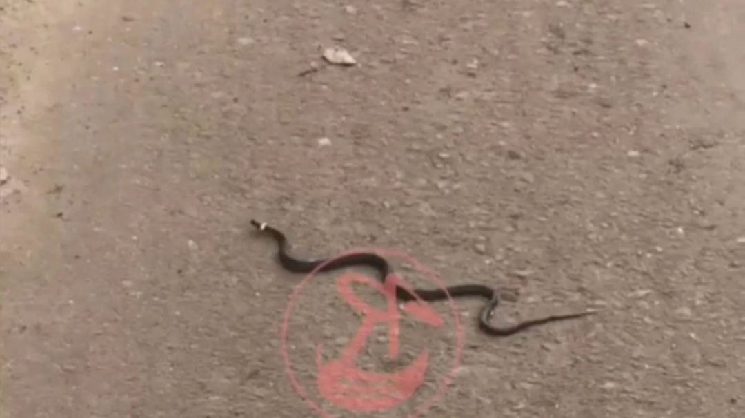 С началом апреля на улицы Ярославля выползли змеи