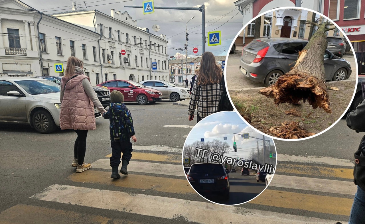 В Ярославле из-за непогоды падают деревья и не выдерживают светофоры