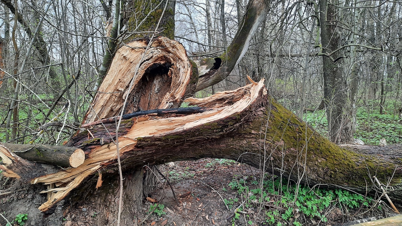 Во время урагана в Тутаеве дерево упало на мальчика 15 лет