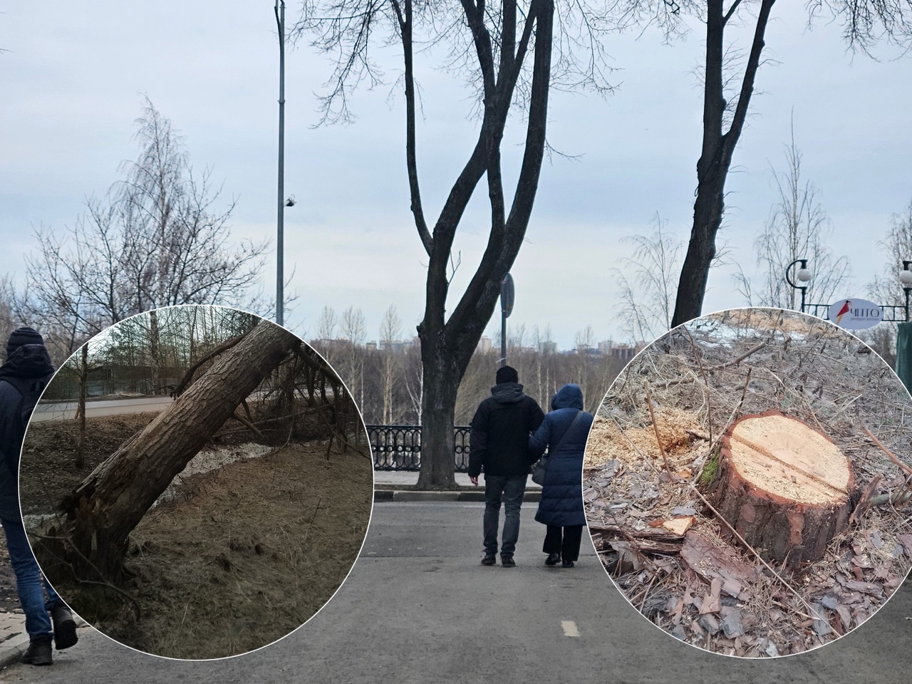 Ярославцы жалуются на вырубку деревьев у областной больницы