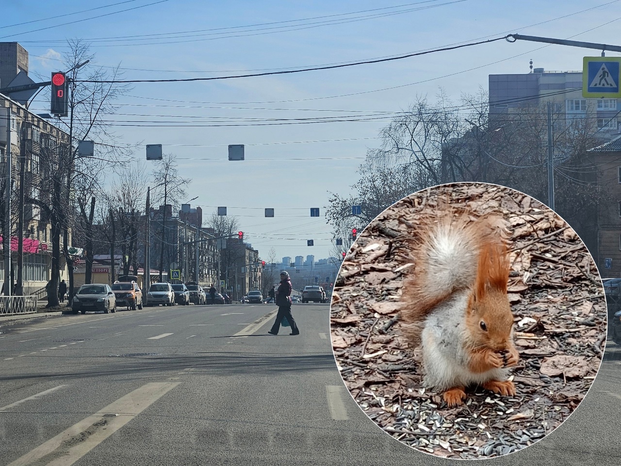 В Ярославле во дворе на проспекте Ленина нашли белку
