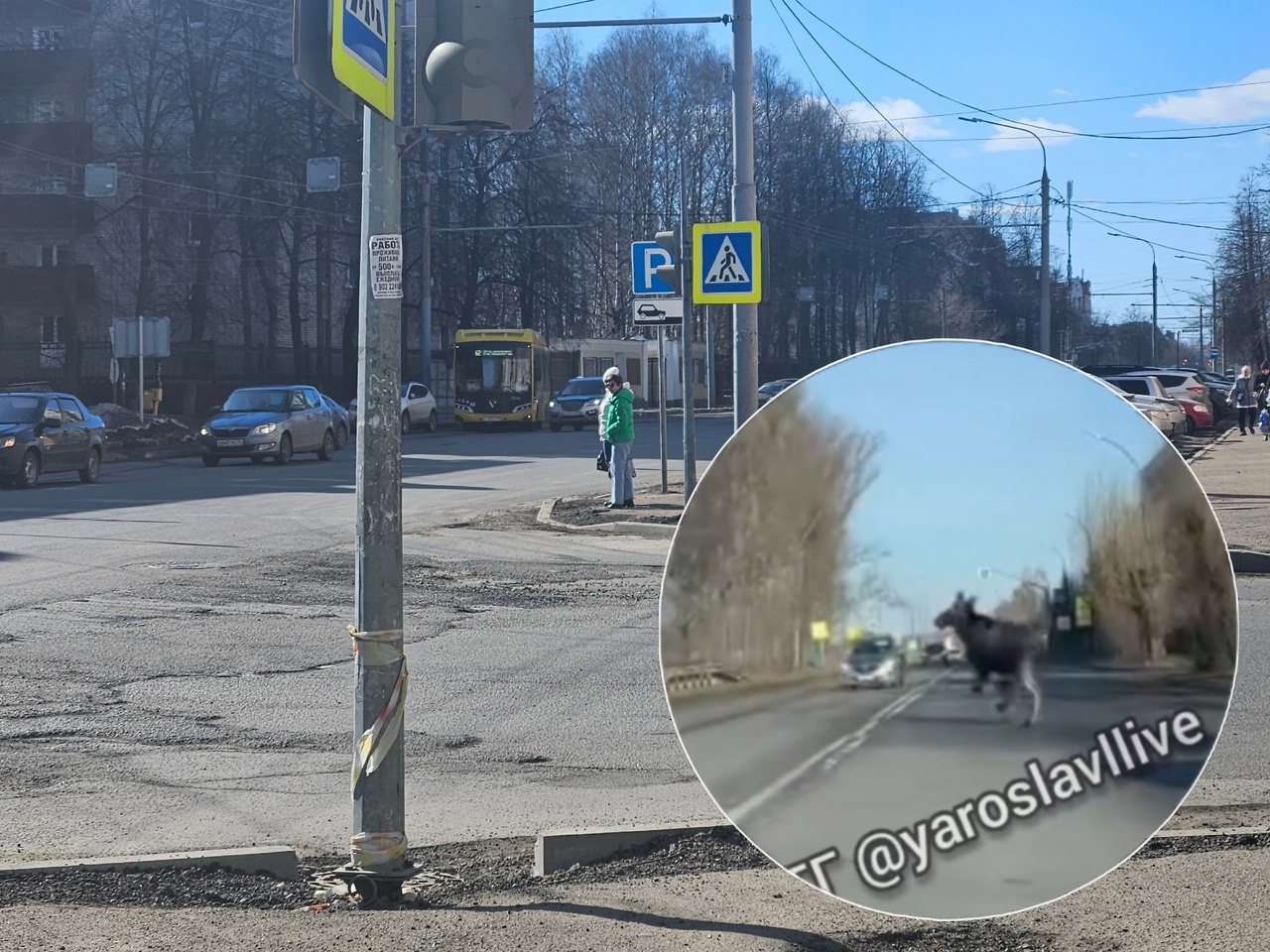 В центре Ярославля лось перебегал дорогу водителям