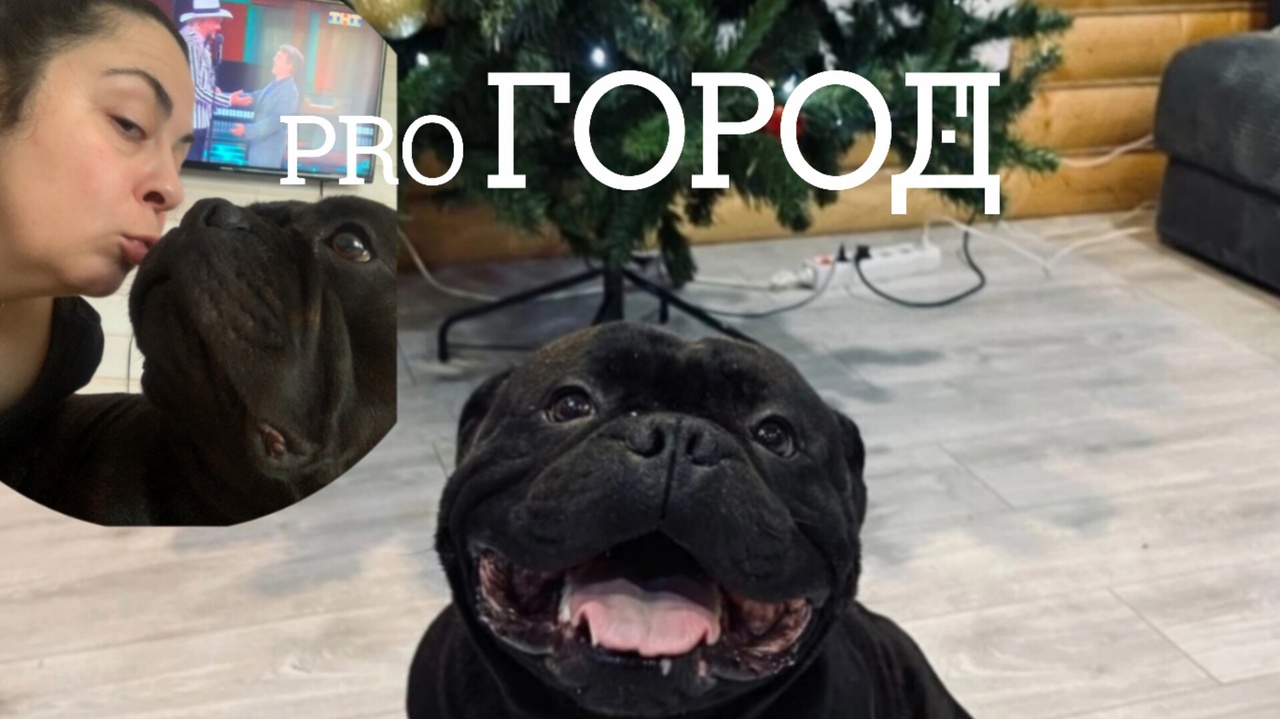 В Ярославле пропавшего пса нашли трагически погибшим