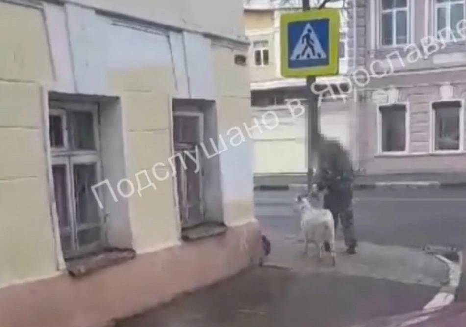   Коза с хозяином покоряют центр Ярославля