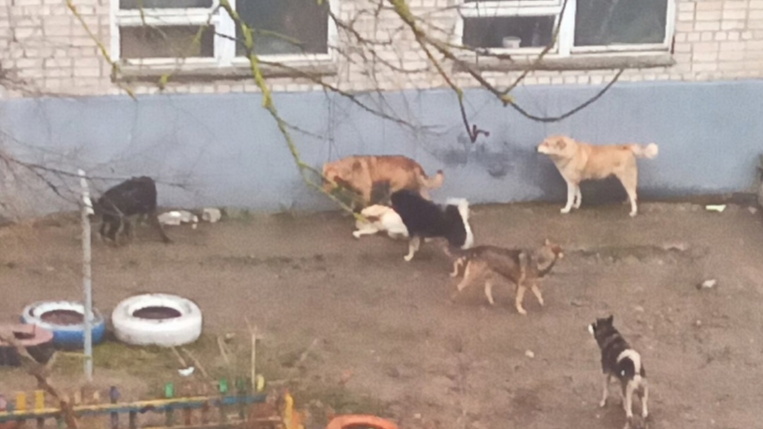Переславцы боятся за своих детей из-за стаи бездомных собак