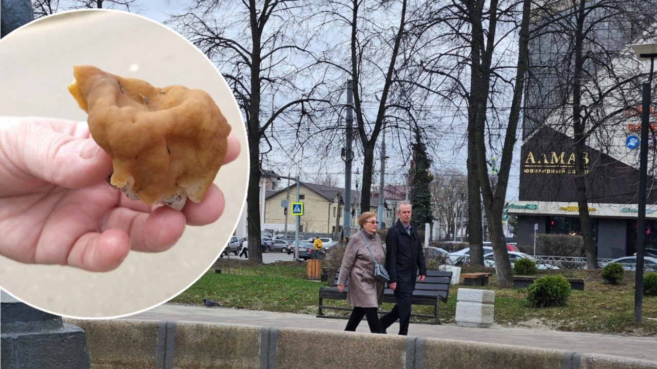 Чудо-грибы обладают целительной силой: в Ярославле открылся аномальный сезон
