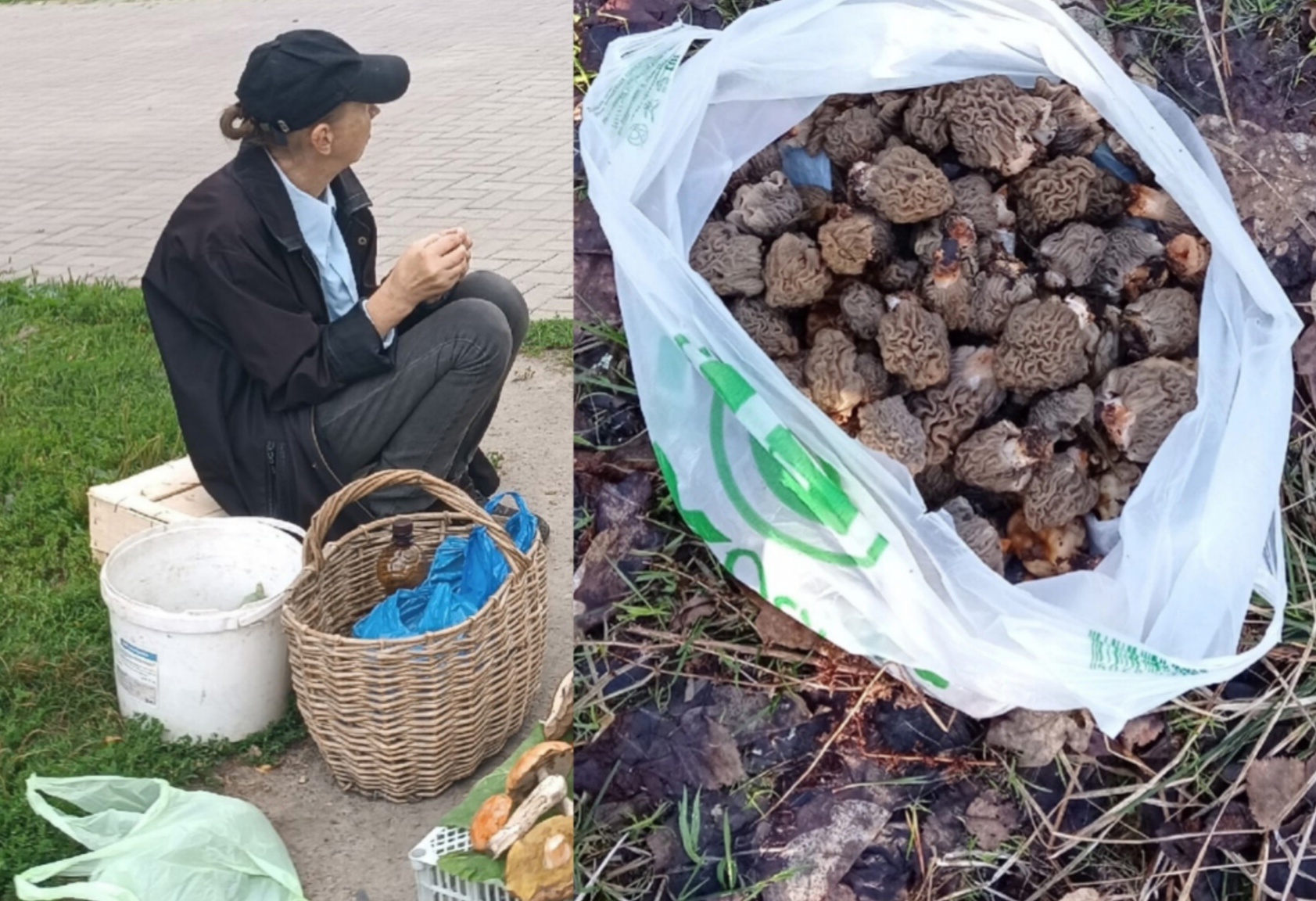 Грибная аномалия: под Ярославлем грибы собирают пакетами