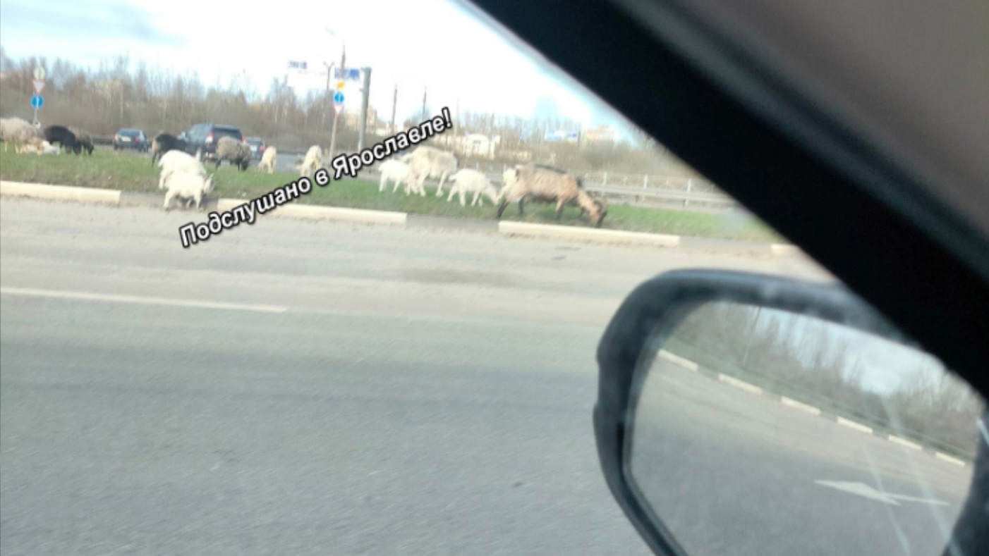 "Чьи животные?": ярославец заснял барашков на проезжей части