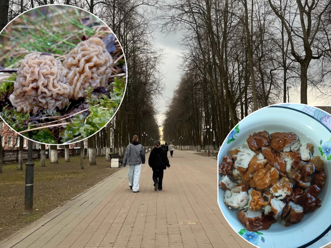 Сбор грибов в Ярославской области обернулся встречей с чудовищем