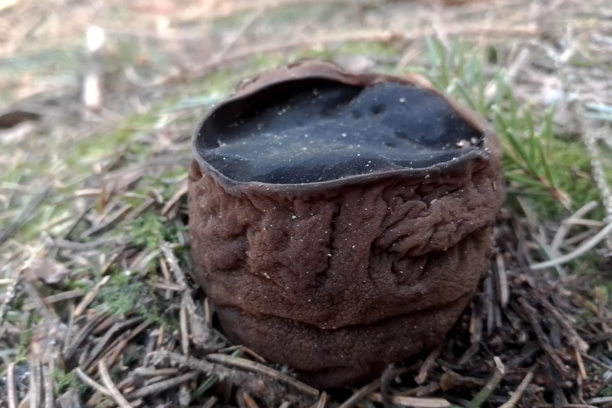 В Ярославской области найден редчайший омолаживающий гриб «ведьмин котёл» 