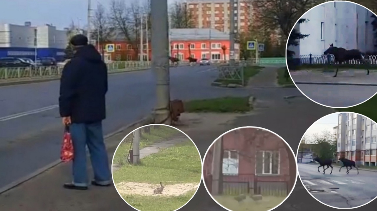 Лесное нашествие в Рыбинске: лоси в администрации, зайцы в школе