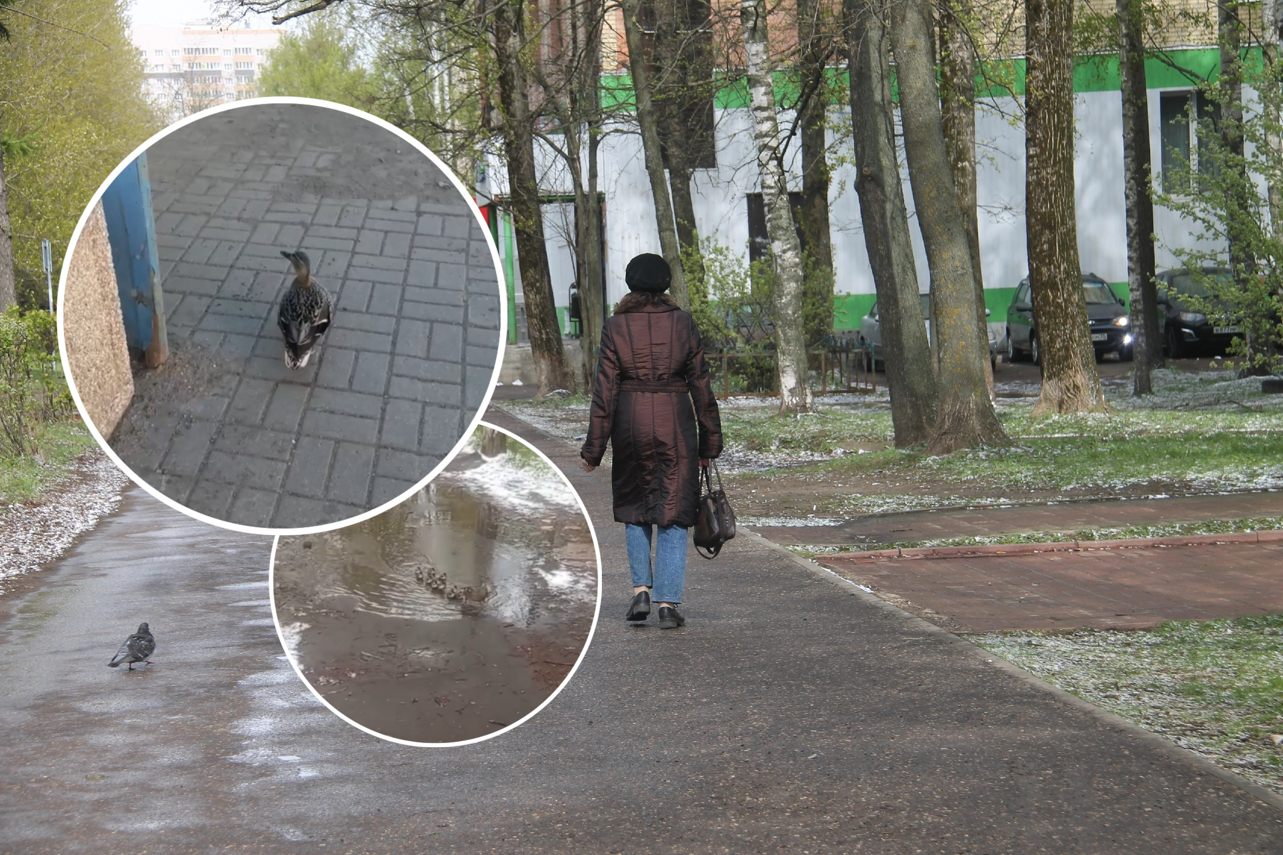 Ярославцы делятся весенними утками в разных частях области 