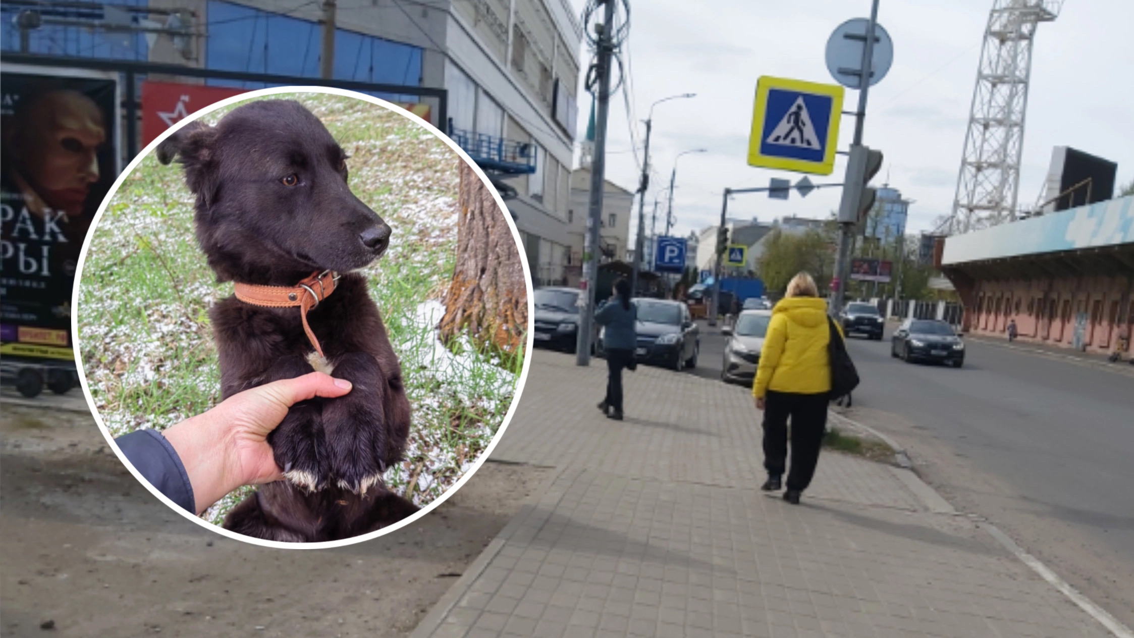 В Ярославской области с щенка сняли 88 клещей