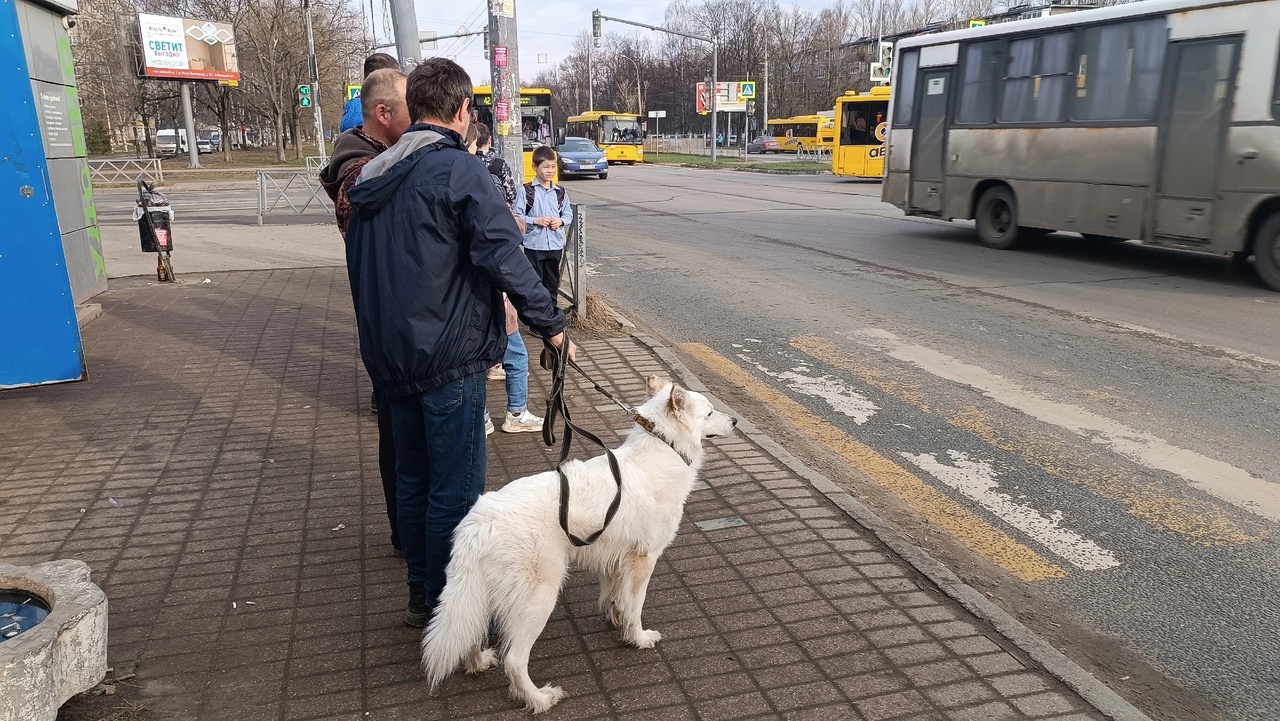В Ярославле   собаки гуляют  на  самовыгуле возле школы  