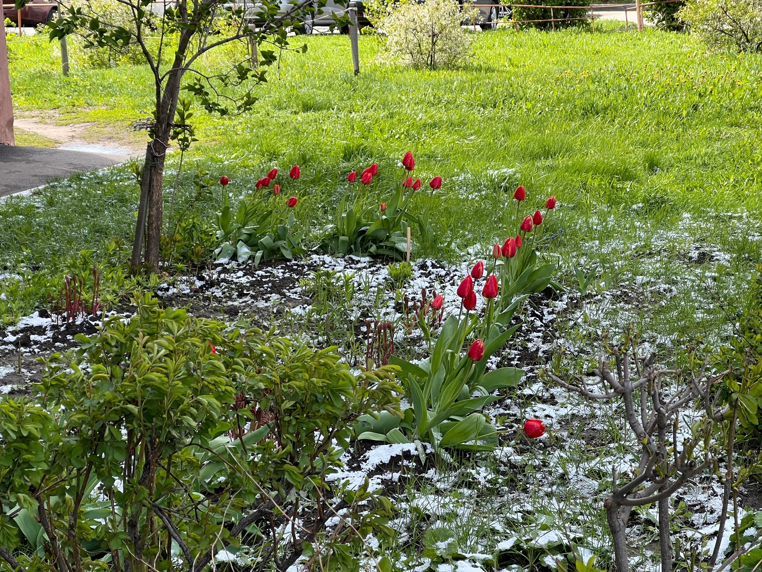 Тюльпаны в снежной фате оказались предвестником суровой зимы и болезней в 2025 году