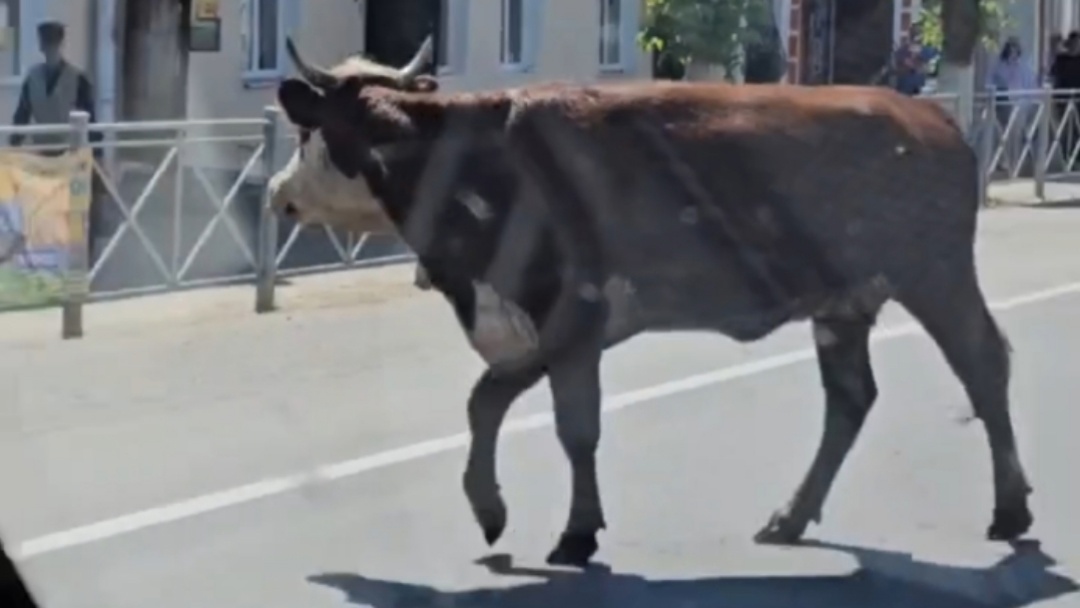 В Переславле корова вышла на дорогу и парализовала движение
