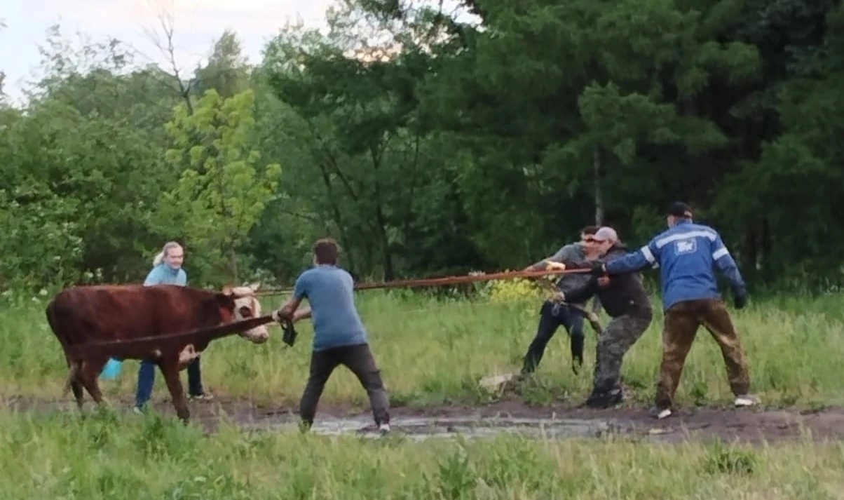В Ярославле детективная история завершилась возвращением блудной коровы