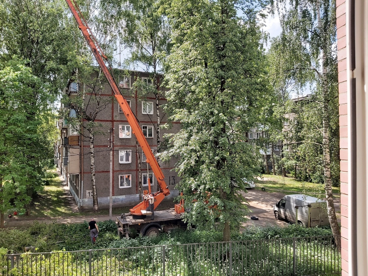 Ярославцы жалуются на большое количество гнилых деревьев