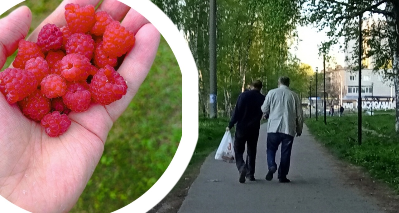 За этими ягодами россияне специально ездят в Ярославскую область 