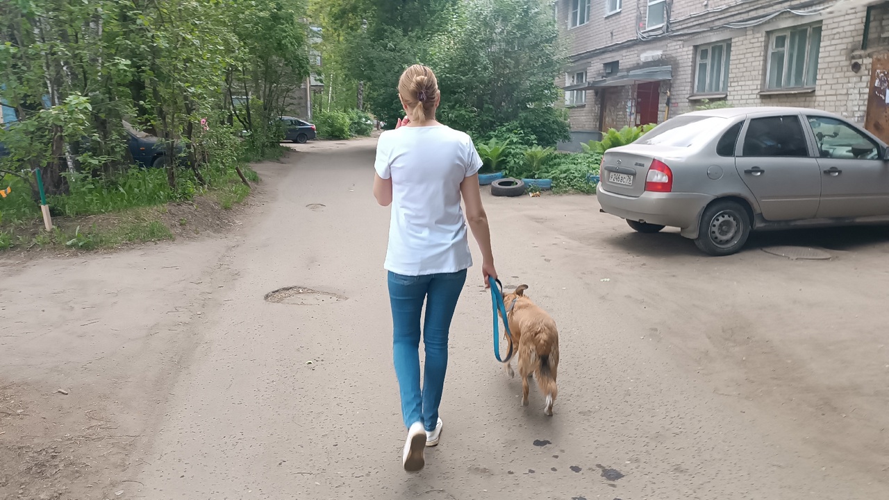 В Ярославле уточнили требования к выгулу собак