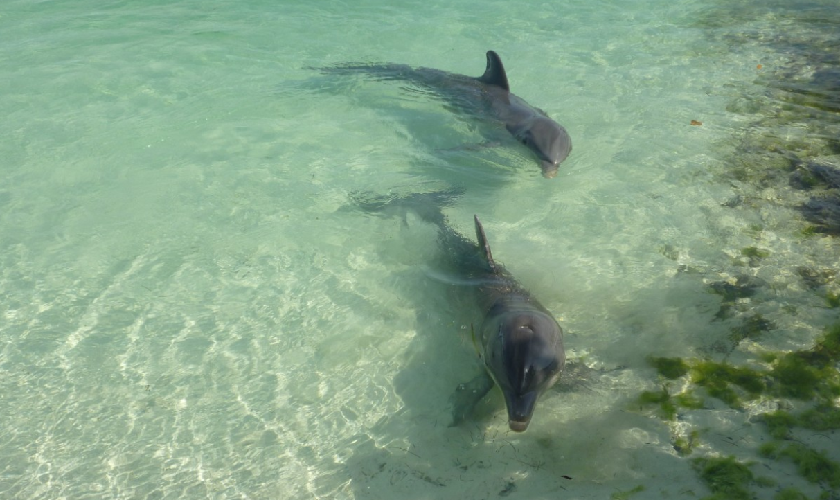 Пять секретных мест на Черном море: именно там чаще всего можно увидеть дельфинов