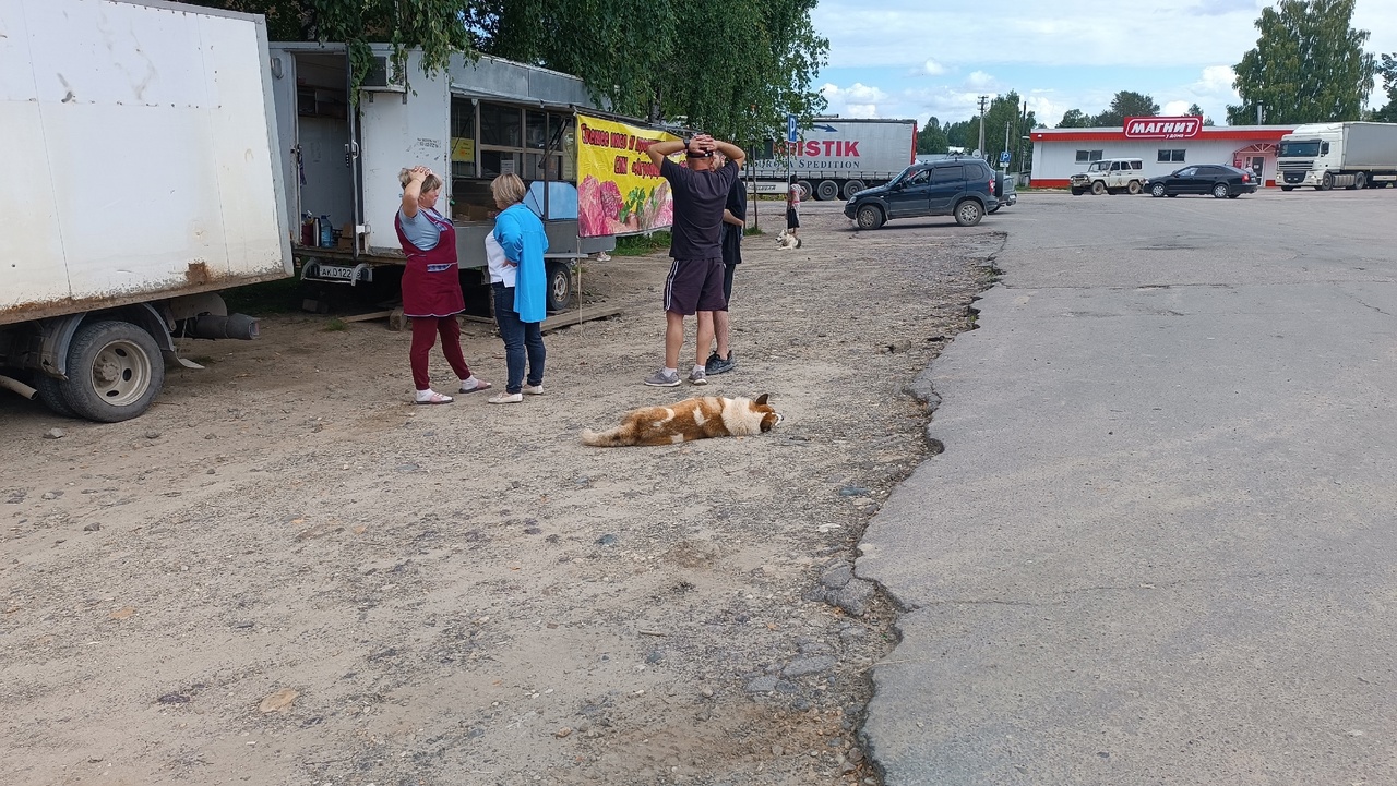 Министерство безопасности предупредило ярославцев о трёх днях адской жары