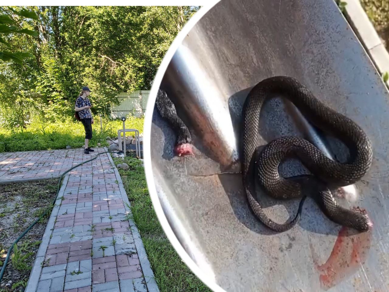 Ярославцы  на даче  обезглавли   ядовитую змею  