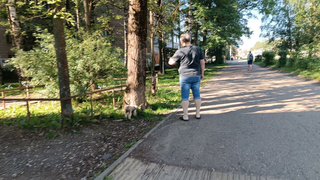 В Ярославле утвердили штрафы за неправильный выгул собак