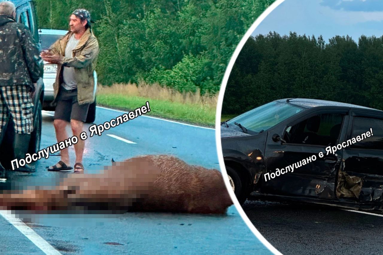 Больно смотреть - в Ярославской области машина сбила лосиху с лосенком 