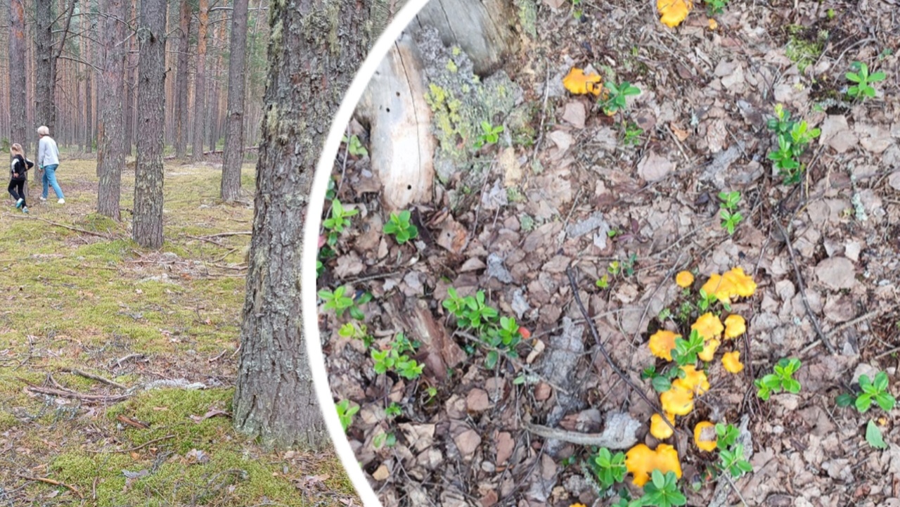  В Ярославле нашли полянку с чудо-грибами
