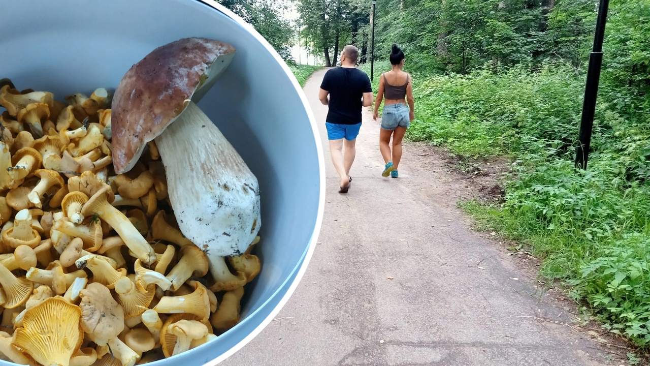 В Ярославле нашли веселящие грибы