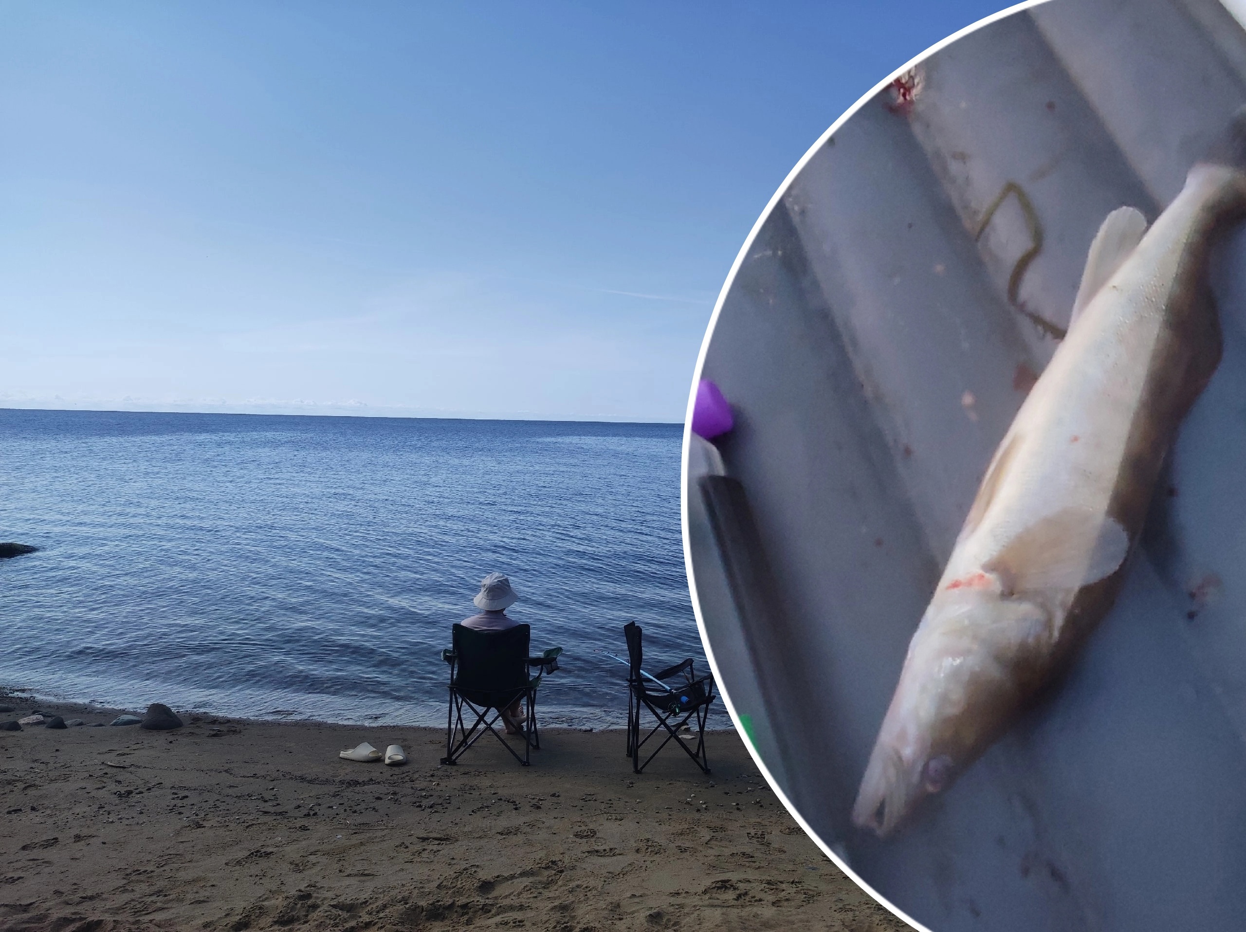 В Ярославле нашли рыбу-убийцу