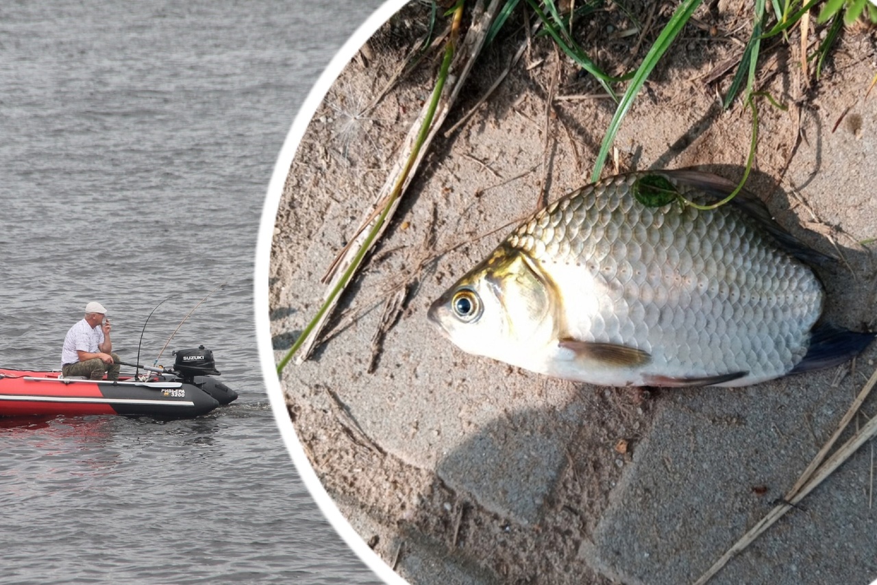  В Ярославской области поймали рыбу-инвалида 