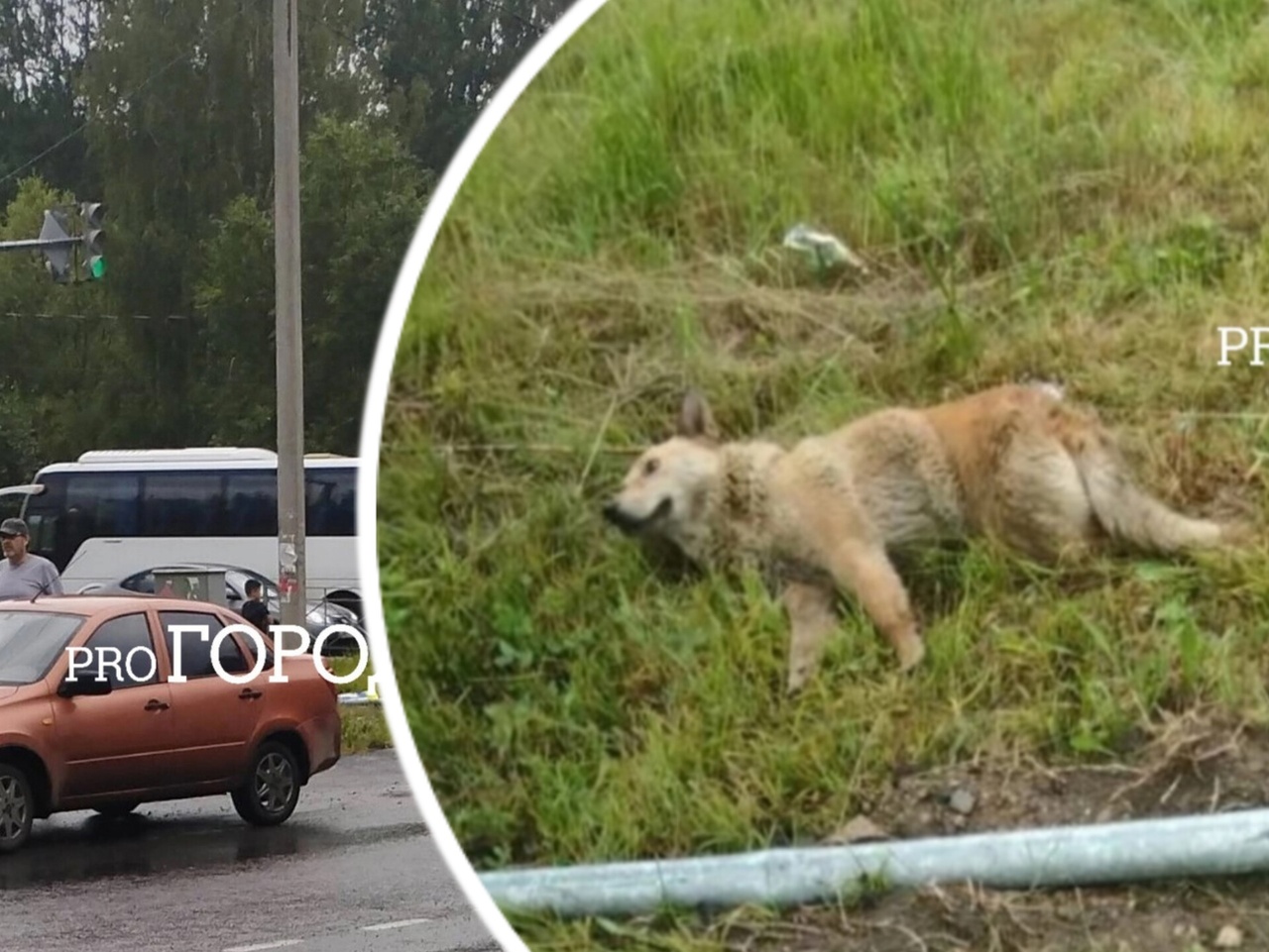 В Речном порту сбили собаку и дорожный знак